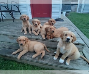 Golden Retriever Litter for sale in SAINT CLOUD, MN, USA