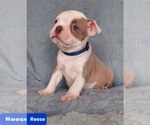 Small Photo #25 Boston Terrier Puppy For Sale in POMEROY, OH, USA