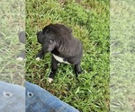 Small #3 Border Collie-Mastiff Mix