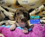 Small Photo #11 Dachshund Puppy For Sale in WALLACE, CA, USA