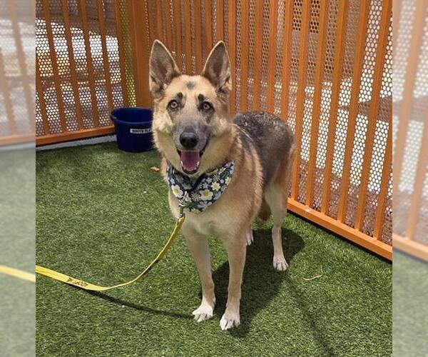 Medium Photo #2 German Shepherd Dog-Unknown Mix Puppy For Sale in Las Vegas, NV, USA