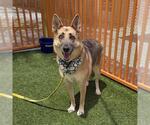 Small #1 German Shepherd Dog Mix