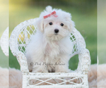 Small Photo #14 Maltese Puppy For Sale in WARSAW, IN, USA