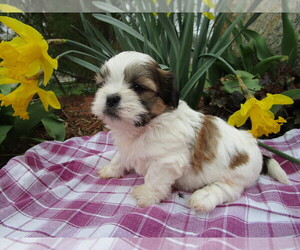 Shih Tzu Puppy for sale in SHILOH, OH, USA