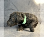 Puppy 5 Poodle (Miniature)