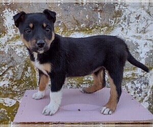 Border Collie-English Shepherd Mix Puppy for sale in FREDERICKSBRG, PA, USA