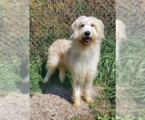 Medium Photo #1 Labrador Retriever Puppy For Sale in Lake City, MI, USA