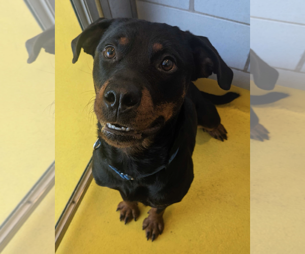 Medium Photo #2 Rottweiler Puppy For Sale in Hillsboro, NH, USA