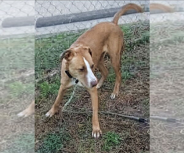 Medium Photo #1 Boxador Puppy For Sale in garner, NC, USA
