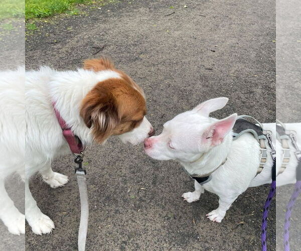 Medium Photo #3 Bull Terrier-Pembroke Welsh Corgi Mix Puppy For Sale in Middlesex, VT, USA