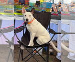 Small #1 Bull Terrier Mix