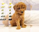 Puppy YELLOW Goldendoodle