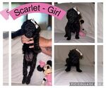 Puppy Scarlet Goldendoodle