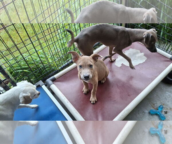 Medium Photo #4 American Pit Bull Terrier-Labrador Retriever Mix Puppy For Sale in Sebec, ME, USA