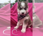Puppy Puppy 3 Siberian Husky