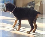 Small Photo #46 Doberman Pinscher Puppy For Sale in BEGGS, OK, USA