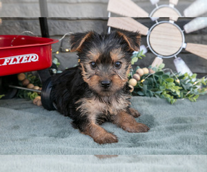 Medium Yorkshire Terrier