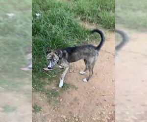 Letty - Female Shiba Inu-Siberian Husky Mix Dog for Adoption - Photo #4