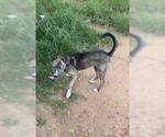 Small Photo #4 Shiba Inu-Siberian Husky Mix Puppy For Sale in Silver Spring, MD, USA