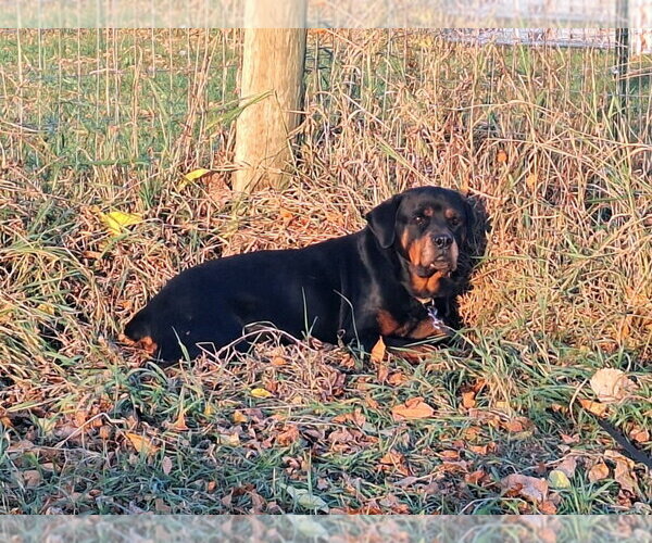Medium Photo #5 Rottweiler Puppy For Sale in Brooklyn Center, MN, USA