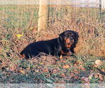 Small #4 Rottweiler