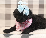 Small Photo #5 Goldendoodle-Poodle (Standard) Mix Puppy For Sale in MANCHESTER, CT, USA