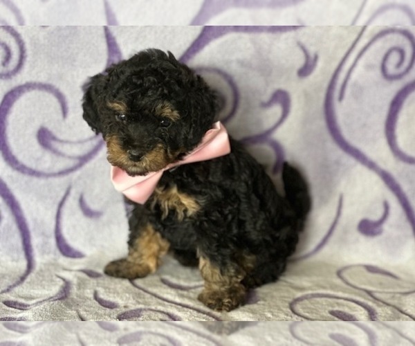 Medium Photo #1 Poodle (Toy) Puppy For Sale in LANCASTER, PA, USA