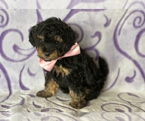 Medium Poodle (Toy)