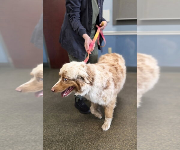 Medium Photo #2 Australian Shepherd Puppy For Sale in Aurora, IN, USA