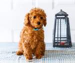 Small Photo #14 Poodle (Toy) Puppy For Sale in WAKARUSA, IN, USA