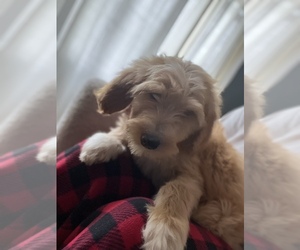 Goldendoodle Puppy for sale in FLAT ROCK, NC, USA