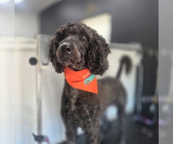 Medium Photo #1 Goldendoodle Puppy For Sale in Oakhurst, NJ, USA