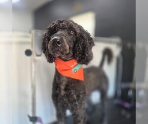 Goldendoodle Dogs for adoption in Oakhurst, NJ, USA