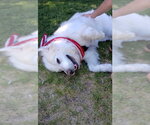Small #1 Great Pyrenees