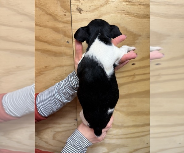 Medium Photo #3 Rat Terrier Puppy For Sale in WHITAKERS, NC, USA
