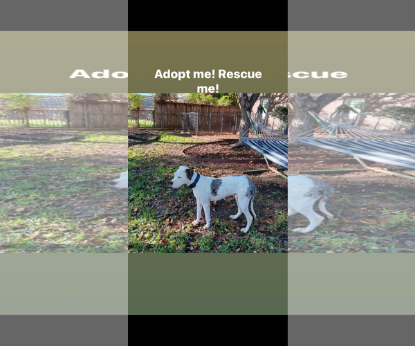 Medium Photo #9 American Staffordshire Terrier-Unknown Mix Puppy For Sale in Duluth, MN, USA