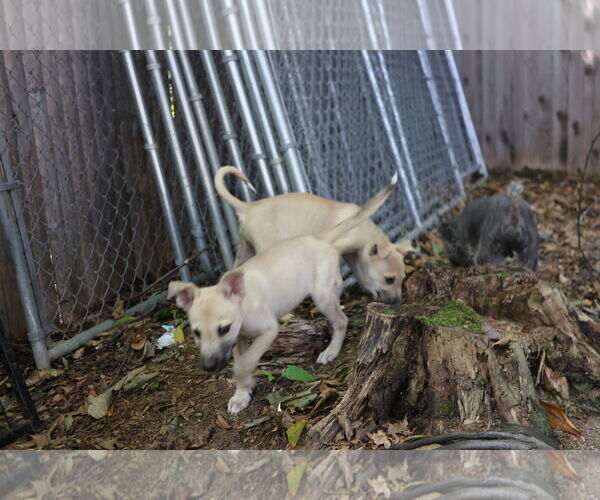 Medium Photo #14 Labrador Retriever-Unknown Mix Puppy For Sale in Sebec, ME, USA