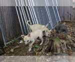 Small #13 Labrador Retriever Mix