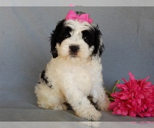 Cockapoo Puppy for sale in MILLERSBURG, OH, USA