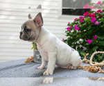 Small #4 French Bulldog