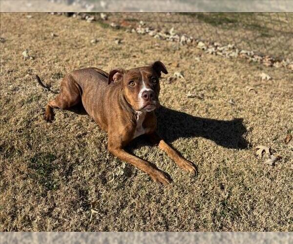 Medium Photo #1 Boxer-Unknown Mix Puppy For Sale in Grovetown, GA, USA