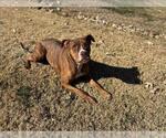 Small Boxer Mix