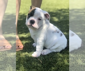 Medium English Bulldog