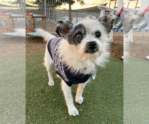 Medium Photo #3 Chihuahua-Unknown Mix Puppy For Sale in  Ramona, CA, USA