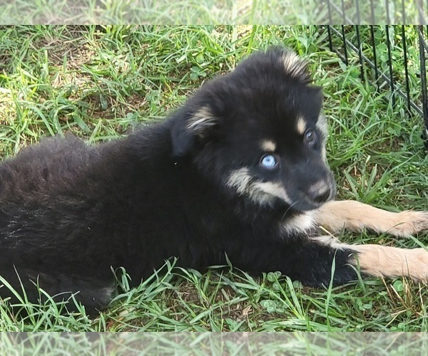 Medium Photo #1 Miniature Australian Shepherd Puppy For Sale in OCTAVIA, OK, USA