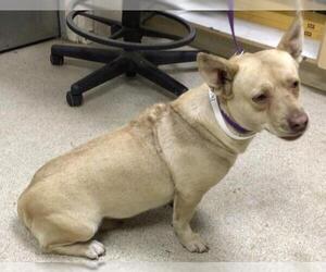 Cardigan Welsh Corgi-Unknown Mix Dogs for adoption in Riverside, CA, USA