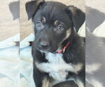 Small #5 Labrador Retriever Mix