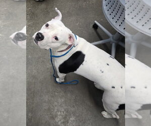 Mutt Dogs for adoption in Evansville, IN, USA