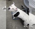 Small Mutt