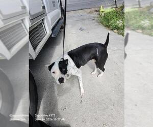 American Staffordshire Terrier Dogs for adoption in San Antonio, TX, USA